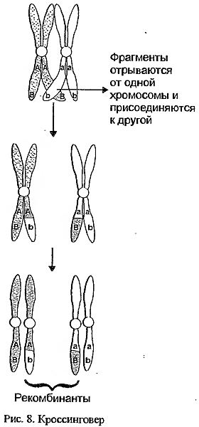Генетика Шустровой