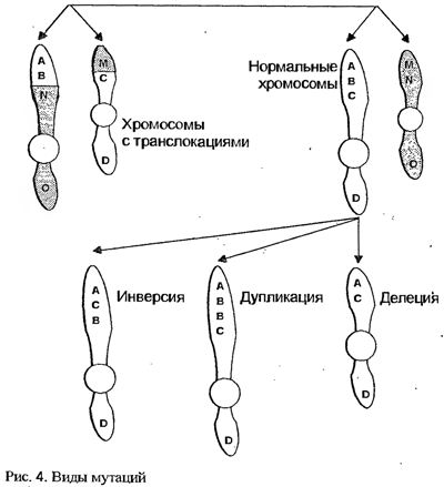 Генетика Шустровой